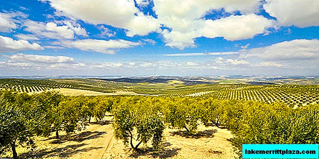Negocios y economía: Los precios del aceite de oliva aumentan debido a las bacterias y la sequía.