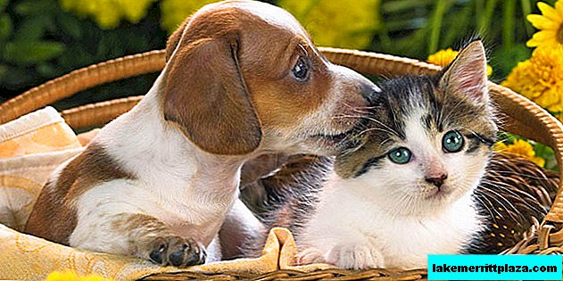 Italská stránka vám umožní vybrat si psa nebo kočku podle přírody