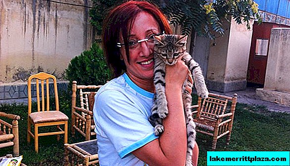 Société: Un réserviste italien peut être mis en prison pour sauver des chats au Kosovo