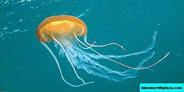 Una nueva especie de medusa descubierta en el Golfo de Venecia