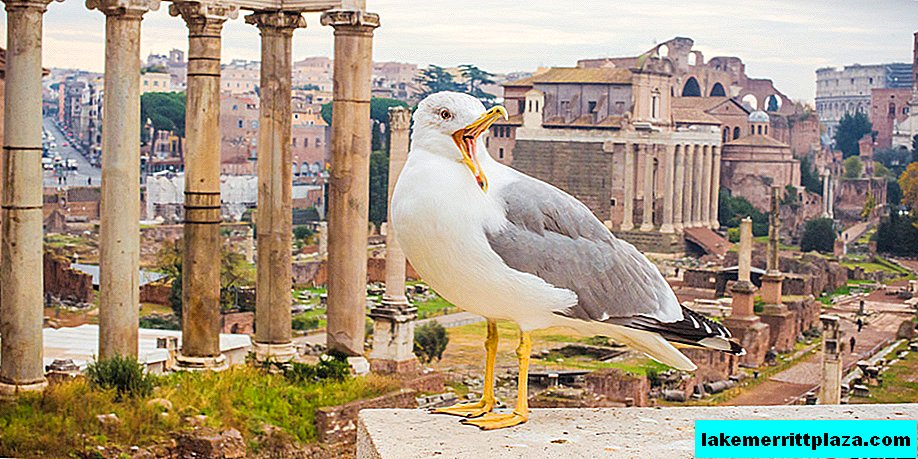 Gaviota romana - amante de la ciudad eterna