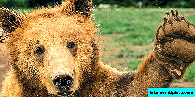 Inwoners van Zuid-Tirol voor het opheffen van het verbod op jachtberen